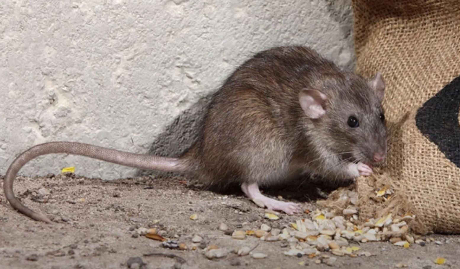 фото: Профессиональная дератизация в поселке Московской области центральной усадьбы совхоза Мир: <br/>+7-909-173-42-96