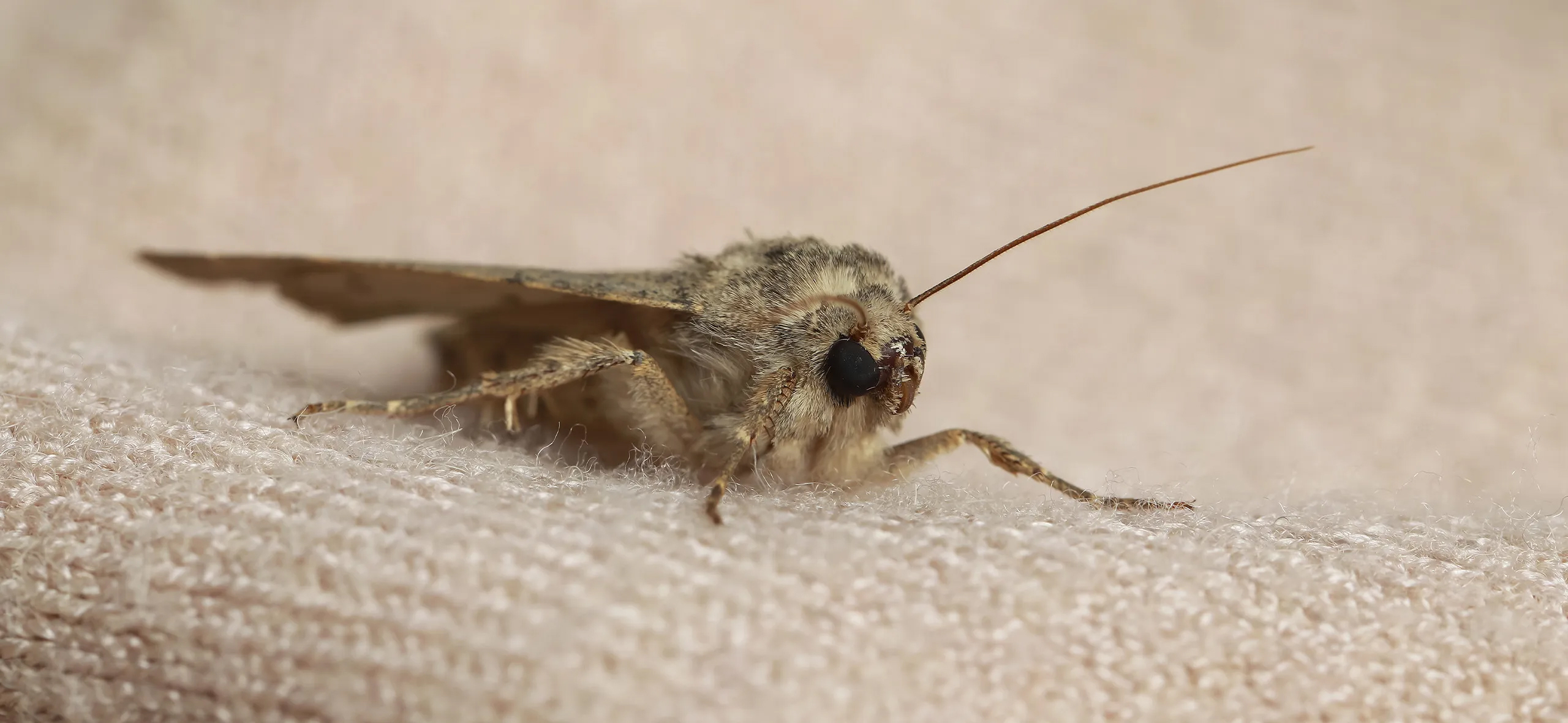 фото: Профессиональная обработка от моли в поселке Московской области центральной усадьбы совхоза Мир: <br/>+7-909-173-42-96